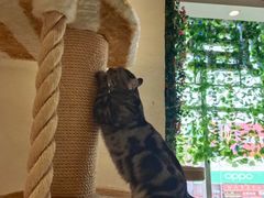 -藏猫猫咖啡主题馆(中央大道店)