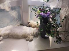 -共舞时光猫咖·狗咖(新街口店)