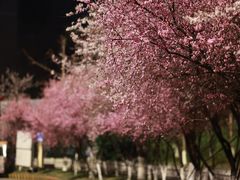 -重庆市江北嘴中央商务区中央公园