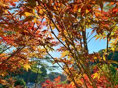 -广州市帽峰山景区