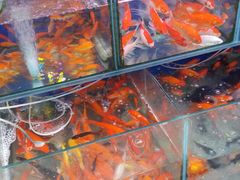 -曲阳花鸟市场(曲阳路店)