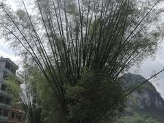 -靖西鹅泉风景区