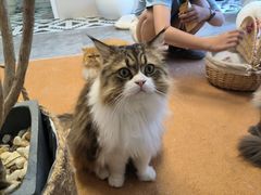 -More Fun猫咖 二十只万元加菲主题