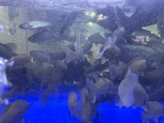 -石锅苗苗鱼(武汉首店)