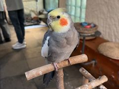 -吉丁鸟咖·异宠·寄养