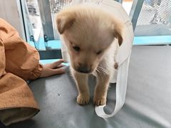 -天使宠物医院·犬猫分诊(彩虹店)