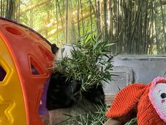 -海南热带野生动植物园