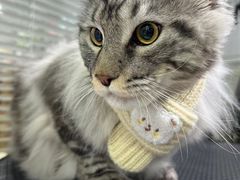 -车接车送·寄养洗护·德文猫舍(大宁店)