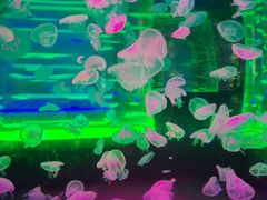 -海合安成都极地海洋公园