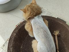 -艾吉宠物医院·疑难杂症转诊中心·猫友好(碧江路院)