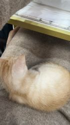 -兔猫ToMoreNails美甲美睫