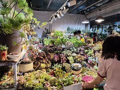 -朝来春花卉市场