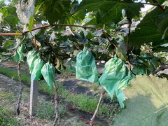 -马陆小张葡萄园农家乐