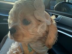 -嘉馨宠物医院·CT影像转诊·心脏科·犬猫全科诊疗中心(下沙大学城院区)