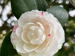 -金花茶公园