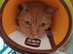 -瑞派宠物医院(搏威敦和院)