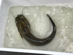 -红土地(地铁站)