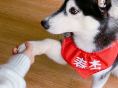 -Husky Go! 哈士奇体验馆·宠物咖啡厅狗咖