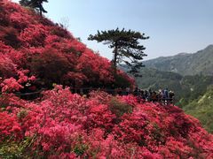 -木兰云雾山