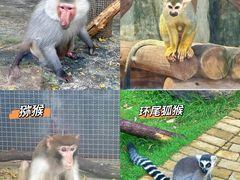 -灵玲国际马戏城