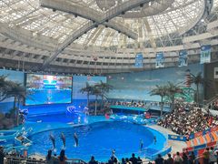 -海合安成都极地海洋公园