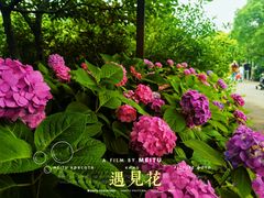 -上海滨江森林公园