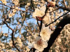 -雨花胜境
