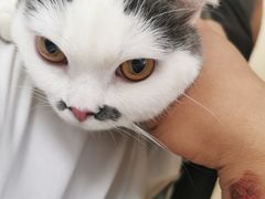 -瑞派雷欧宠物医院·24h夜诊·心脏骨科牙科·全科重症转诊中心(无影山店)