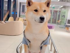 -怪兽屋·羊驼·猫咖·狗咖(俊华广场店)