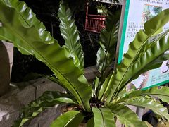 -万兴启丰椰子文化园餐厅