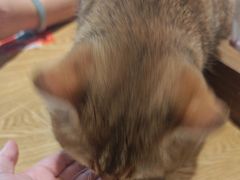 -藏猫猫咖啡主题馆(中央大道店)