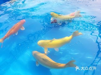 地理位置: 海心沙公园  特色推荐: 市内首次这么大