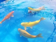 -海心沙亚运公园