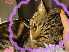 -Catmate·猫肥家润(金润铂宫店)