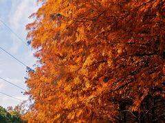 -上海海湾国家森林公园