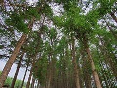 -塞罕坝国家级自然保护区