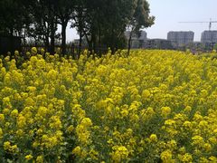 -田园东方蜜桃村的田野营地