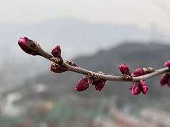 -红光山