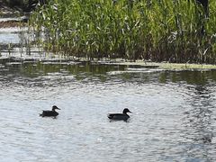 -大兴滨河森林公园