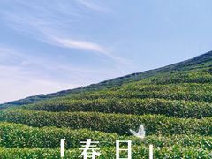 -龙坞茶村
