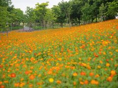 -上海滨江森林公园