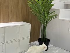 -COLOR PETS 撸猫馆·购猫·猫咖(长风大悦城店)