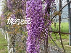 -径山花海