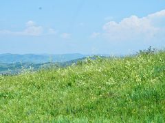 -敕勒川草原