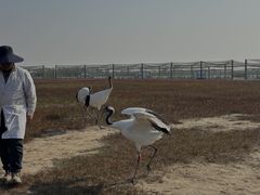 -盐城丹顶鹤湿地生态旅游区