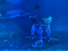 -烟台海昌鲸鲨海洋公园