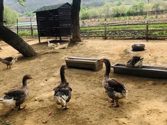 -大连铭湖国际观光牧场