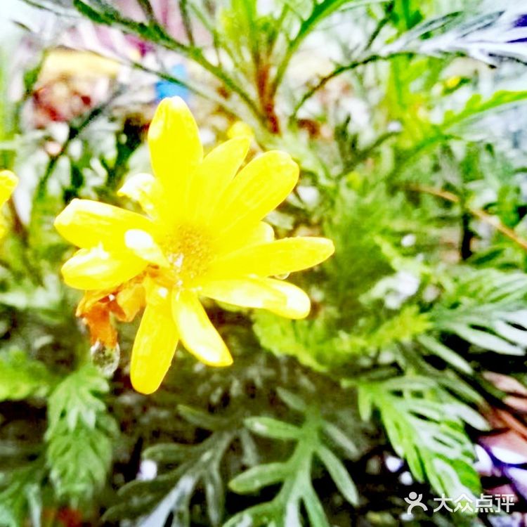定能在草木闲情的光阴里 读四季如诗 寻花开花落