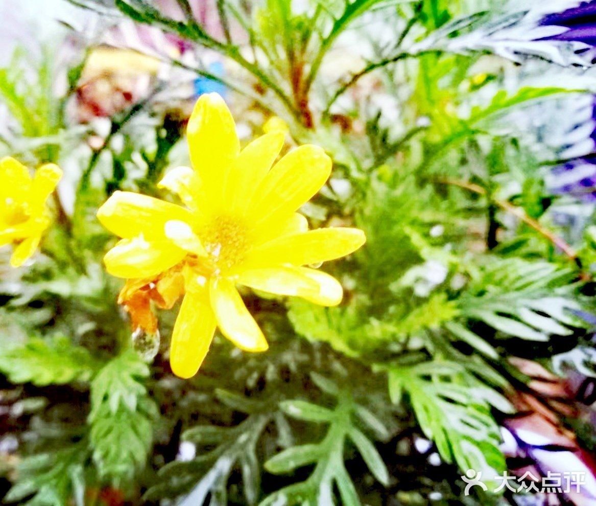 定能在草木闲情的光阴里 读四季如诗 寻花开花落