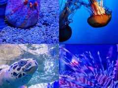 -太平洋海底世界